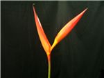 Psittacorum Flamingo Heliconia